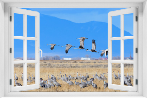 Fototapeta Naklejka Na Ścianę Okno 3D - Migrating Greater Sandhill Cranes in Monte Vista, Colorado