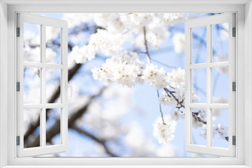 Fototapeta Naklejka Na Ścianę Okno 3D - 写真素材: しだれ桜