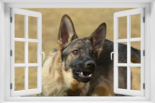 Fototapeta Naklejka Na Ścianę Okno 3D - German Sheppard dog barking