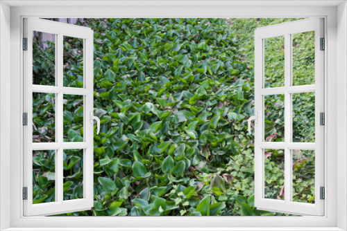 Fototapeta Naklejka Na Ścianę Okno 3D - Water Hyacinth cover a canal