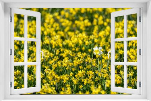 Fototapeta Naklejka Na Ścianę Okno 3D - Isolated tall white daffodil in a field of yellow daffodils