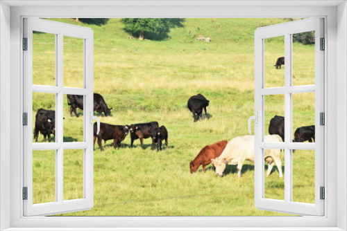Fototapeta Naklejka Na Ścianę Okno 3D - Beef Cattle Grazing