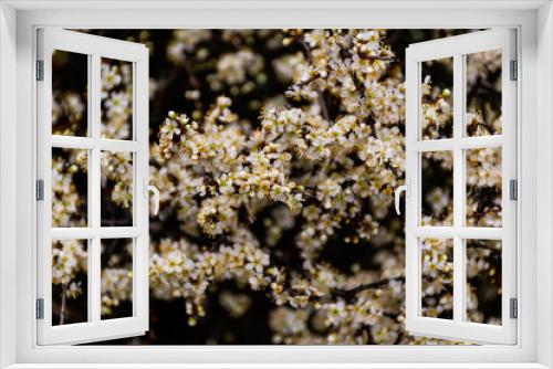 Fototapeta Naklejka Na Ścianę Okno 3D - A close-up shot of the flowers of a blooming Prunus spinosa (blackthorn or sloe) tree