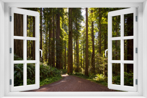Fototapeta Naklejka Na Ścianę Okno 3D - Redwood forest