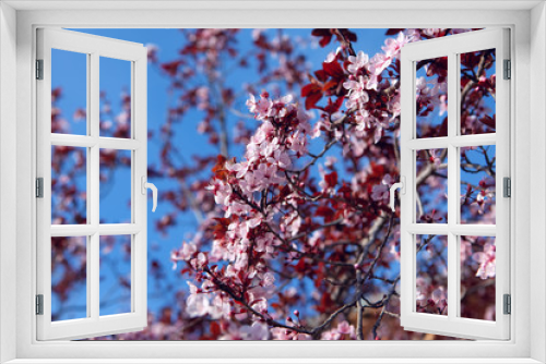 Fototapeta Naklejka Na Ścianę Okno 3D - peach blossoms blooming on branch