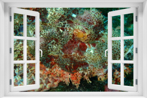 Fototapeta Naklejka Na Ścianę Okno 3D - Scorpionfish