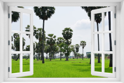 Fototapeta Naklejka Na Ścianę Okno 3D - Palm trees and blue sky background,Sugar Palm or Toddy Palm.