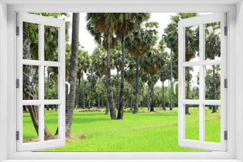 Fototapeta Naklejka Na Ścianę Okno 3D - Palm trees and blue sky background,Sugar Palm or Toddy Palm.