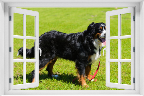Fototapeta Naklejka Na Ścianę Okno 3D - Portrait of large luxurious well-groomed dog Berner Sennenhund, standing in profile on field of green spring grass on sunny day