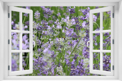 Fototapeta Naklejka Na Ścianę Okno 3D - purple flowers in the garden