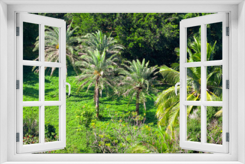 Fototapeta Naklejka Na Ścianę Okno 3D - Palm trees grow in the park.