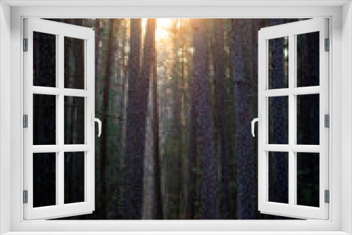 Fototapeta Naklejka Na Ścianę Okno 3D - Beautiful Sunlight in Forest