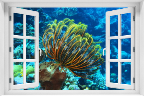 Fototapeta Naklejka Na Ścianę Okno 3D - The amazing and mysterious underwater world of Indonesia, North Sulawesi, Manado, crinoid
