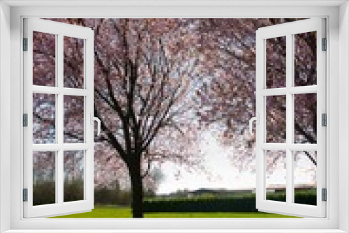 Fototapeta Naklejka Na Ścianę Okno 3D - Kirschblüte im Elsass