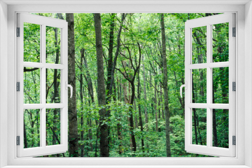 Fototapeta Naklejka Na Ścianę Okno 3D - Forest in Blue Ridge Mountains, VA in full foliage