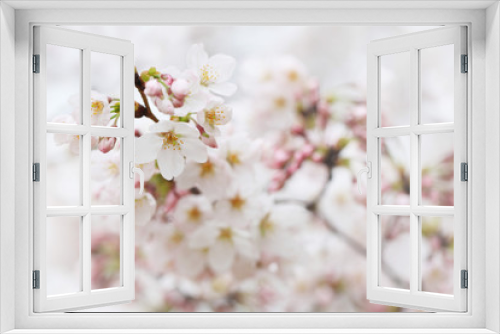 Fototapeta Naklejka Na Ścianę Okno 3D - 桜の花（ソメイヨシノ）