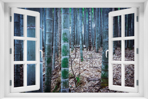 Fototapeta Naklejka Na Ścianę Okno 3D - Tranquility in the Bamboo Forest, Japan