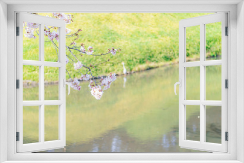 Fototapeta Naklejka Na Ścianę Okno 3D - 東京都文京区後楽園の公園の池の端に咲く桜