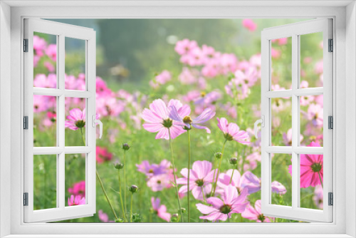 Fototapeta Naklejka Na Ścianę Okno 3D - Cosmos flowers. Beautiful cosmos flowers in nature field. Pink flowers blossom in the natural.
