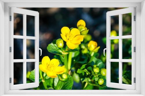 Fototapeta Naklejka Na Ścianę Okno 3D - Sumpfdotterblume, Sumpfdotter - Blume, Caltha palustris