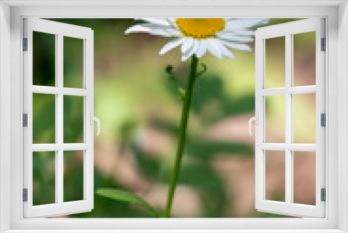 Fototapeta Naklejka Na Ścianę Okno 3D - daisy in the grass