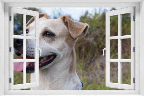 Fototapeta Naklejka Na Ścianę Okno 3D - perro contemplando atardecer