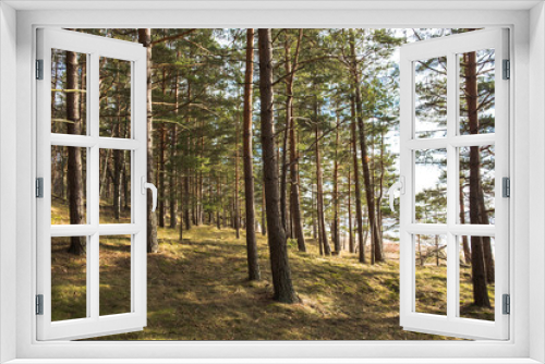 Fototapeta Naklejka Na Ścianę Okno 3D - Sunny pine tree forest next to the sea