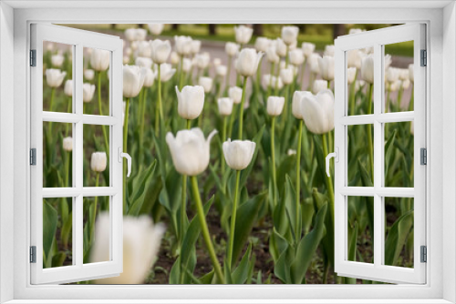Fototapeta Naklejka Na Ścianę Okno 3D - Tender white tulip flowers are blossom in the spring garden on the background with green leaves. White as a symbol of purity and  innocence 
