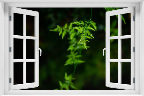 Fototapeta Naklejka Na Ścianę Okno 3D - Planta verde