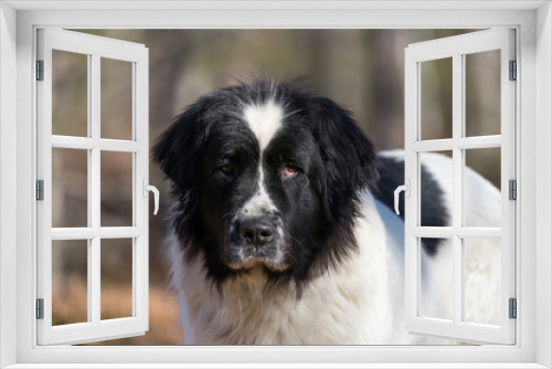 Fototapeta Naklejka Na Ścianę Okno 3D - Close portrait of a sweet big white and black female Landseer in Baltic sea. Dog looks attentively to the photographer, she has white heart shaped patch on forehead. Finnish Gulf, Estonia, Europe