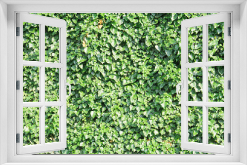 Fototapeta Naklejka Na Ścianę Okno 3D - Green creeping ivy background