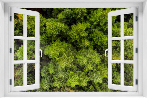 Fototapeta Naklejka Na Ścianę Okno 3D - Autumn trees