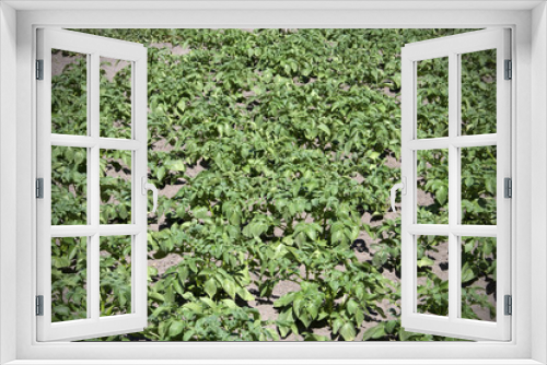 Fototapeta Naklejka Na Ścianę Okno 3D - Field of potatoes plants