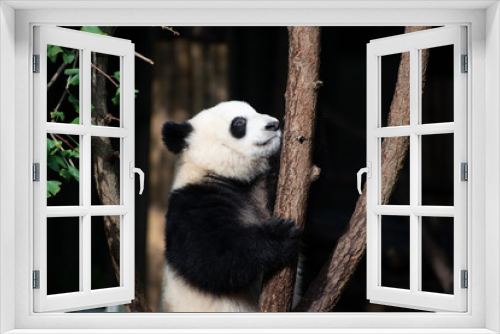 Fototapeta Naklejka Na Ścianę Okno 3D - giant panda cub in a tree in sichuan china
