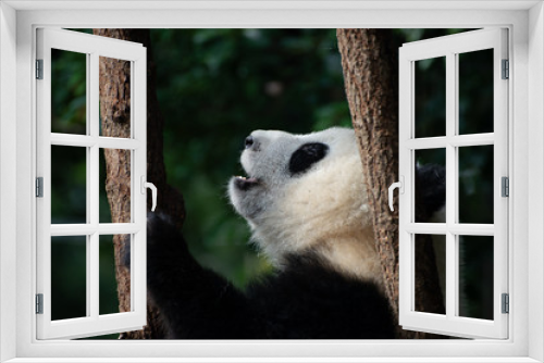Fototapeta Naklejka Na Ścianę Okno 3D - giant panda baby playing in a tree