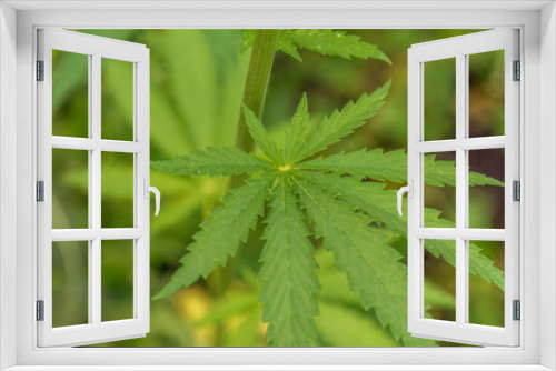 Fototapeta Naklejka Na Ścianę Okno 3D - Cannabis bush close up.