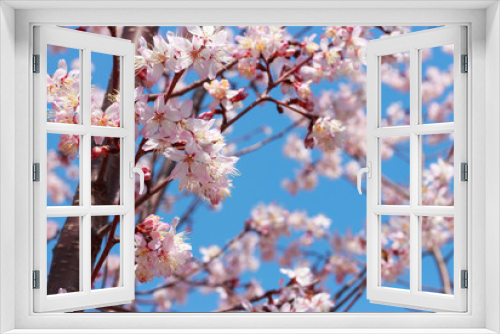 Fototapeta Naklejka Na Ścianę Okno 3D - A Flowering sakura branches against the blue sky, spring background.