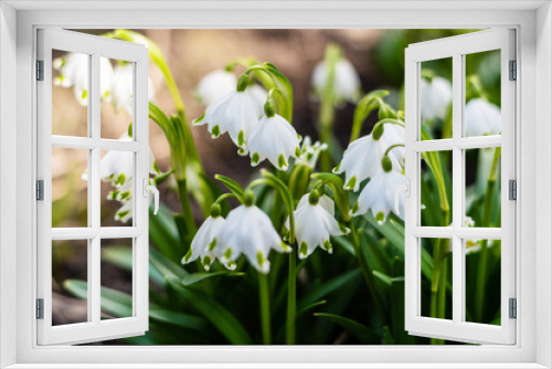 Fototapeta Naklejka Na Ścianę Okno 3D - Snowdrops bloom in the spring sunny day.