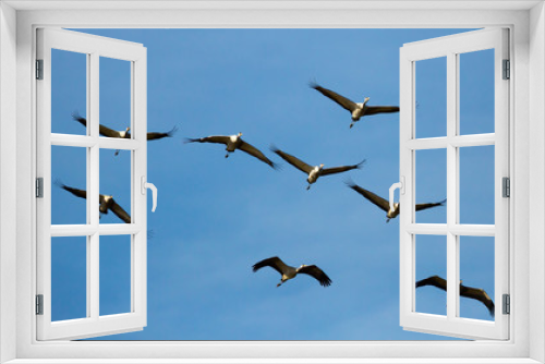Fototapeta Naklejka Na Ścianę Okno 3D - Large flock of cranes flying in sky