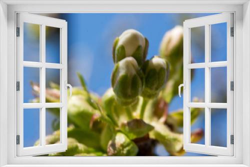 Fototapeta Naklejka Na Ścianę Okno 3D - Kirschblüte
