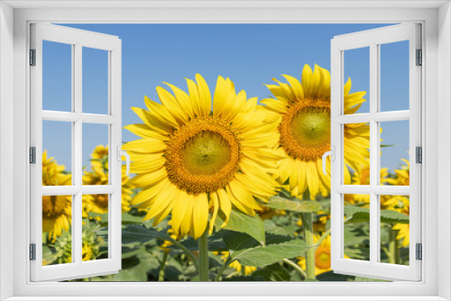 Fototapeta Naklejka Na Ścianę Okno 3D - sunflower flowers blooming in plantation field under blue sky 