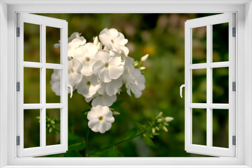 Fototapeta Naklejka Na Ścianę Okno 3D - White Phlox - Phlox paniculata - Flameflower