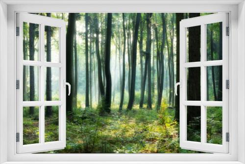 Fototapeta Naklejka Na Ścianę Okno 3D - Sunny morning in green forest