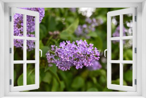 Fototapeta Naklejka Na Ścianę Okno 3D - Fresh spring blossom flower, purple color.