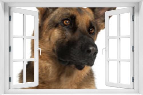 Fototapeta Naklejka Na Ścianę Okno 3D - Close-up of German Shepherd Dog, 4 years old