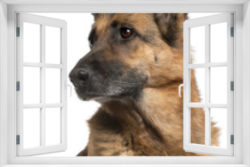 Fototapeta Naklejka Na Ścianę Okno 3D - Close-up of German Shepherd Dog, 10 years old