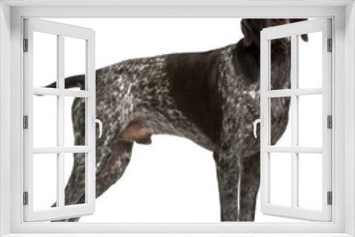 Fototapeta Naklejka Na Ścianę Okno 3D - German Shorthaired Pointer, 3 years old, standing in front of wh