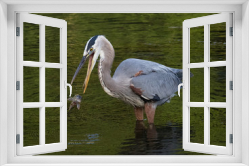 Fototapeta Naklejka Na Ścianę Okno 3D - A great blue heron momentarily loses its fishy prey