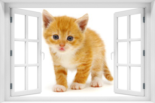 Fototapeta Naklejka Na Ścianę Okno 3D - Red kitten isolated on a white