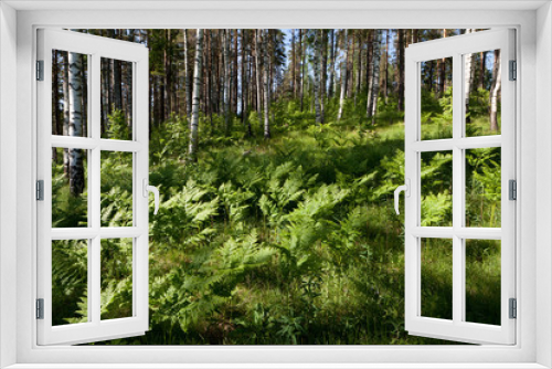 Fototapeta Naklejka Na Ścianę Okno 3D - landscape, birchwood